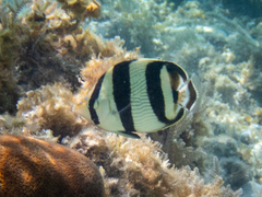 Chaetodon striatus