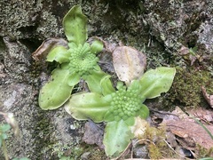 Pinguicula moranensis
