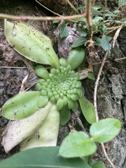 Pinguicula moranensis
