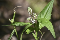 Iodanthus pinnatifidus