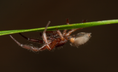 Corinnoidea