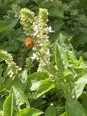 Amegilla bombiformis