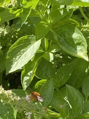 Amegilla bombiformis