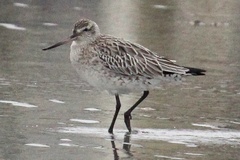 Limosa lapponica
