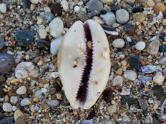 Lyncina leviathan titan