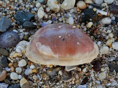 Lyncina leviathan titan