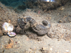 Hippocampus ingens