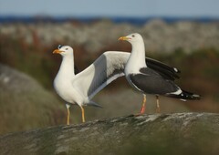 Larus fuscus graellsii
