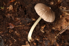 Pluteus deceptivus