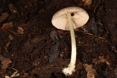 Pluteus deceptivus