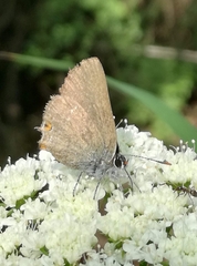 Satyrium acaciae