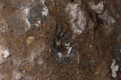 Dolichopoda