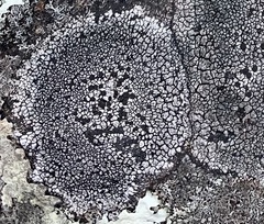 Dimelaena