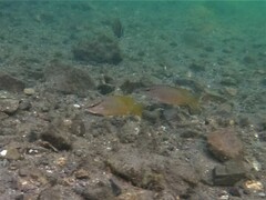 Lutjanus argentiventris