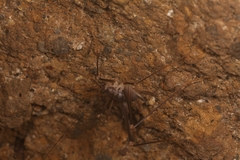 Dolichopoda