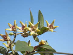 Oxypetalum appendiculatum