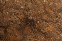 Dolichopoda