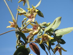 Oxypetalum appendiculatum