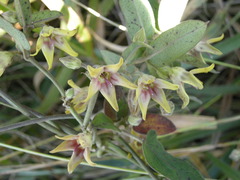 Oxypetalum appendiculatum