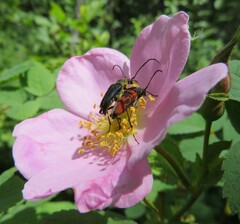 Anastrangalia laetifica