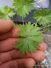 Geranium molle