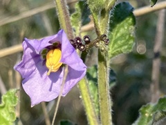 Solanum umbelliferum