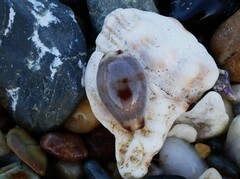 Purpuradusta gracilis