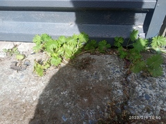 Geranium molle