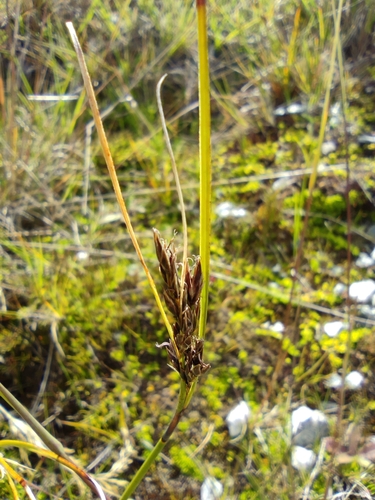 Schoenus rhynchosporoides, 2023-01-30