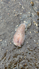 Aeolidia