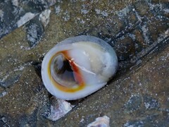 Nerita erythrostoma