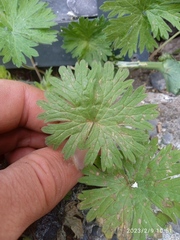Geranium molle