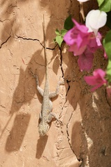 Agama agama