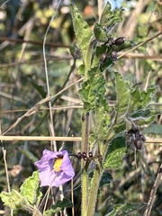 Solanum umbelliferum
