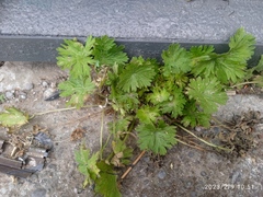 Geranium molle