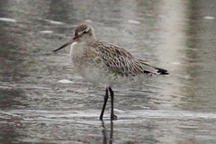 Limosa lapponica