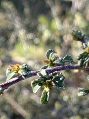 Ceanothus foliosus