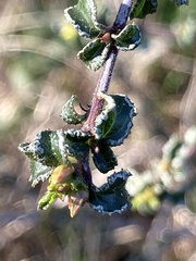 Ceanothus foliosus