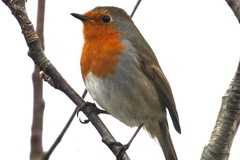 Erithacus rubecula