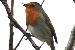 Erithacus rubecula
