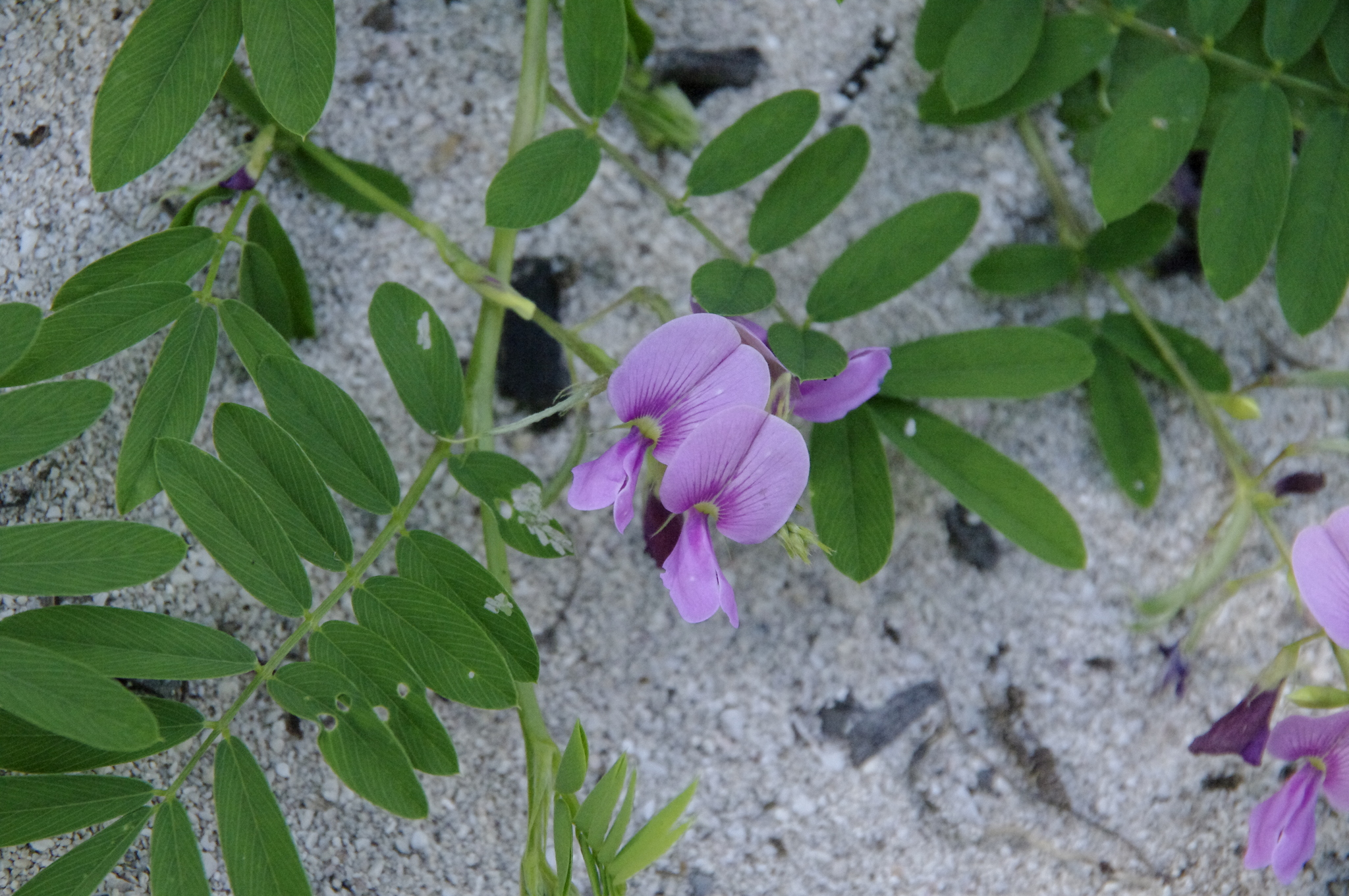 Tephrosia cinerea