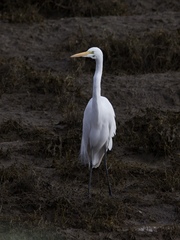 Ardea alba