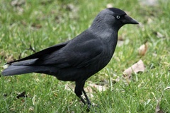 Corvus monedula