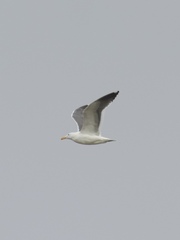 Larus occidentalis