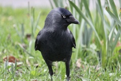 Corvus monedula