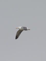 Larus occidentalis