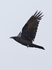 Corvus corax