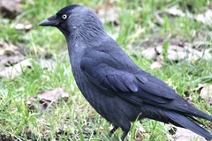 Corvus monedula