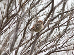 Haemorhous mexicanus