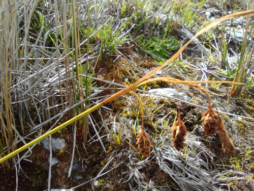 mud sedge (Carex limosa)